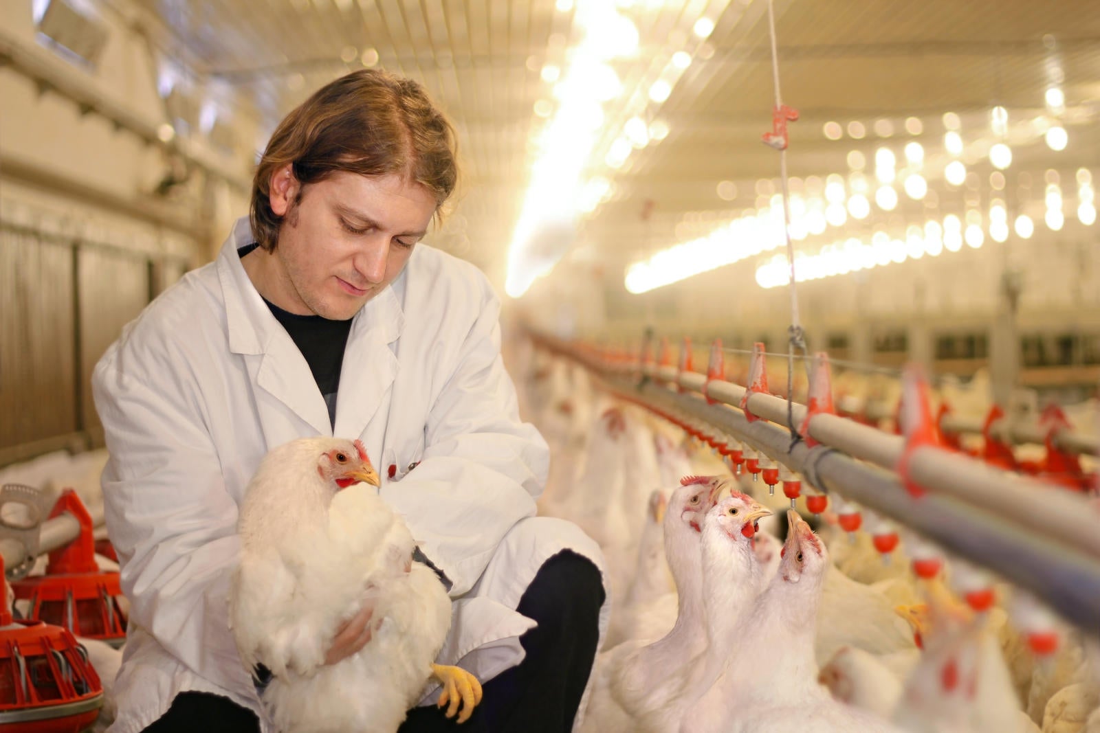 Poultry Industry Drives Virginia Ag Farm Credit of the Virginias